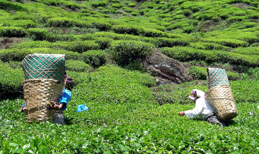 Darjeeling_wyprawy_glob_net_herbata